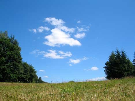 summermeadow.jpg