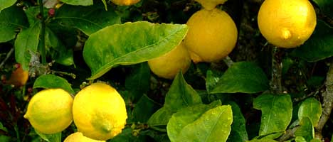 lemons.jpg