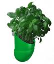bean-pod.jpg