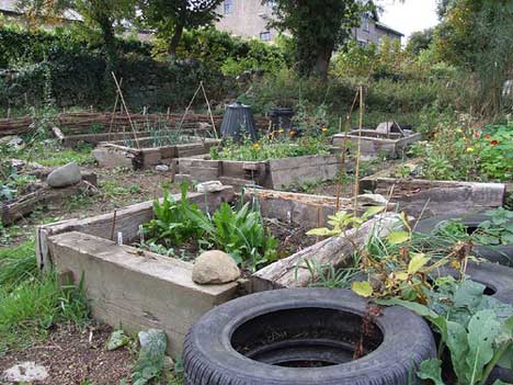 veggie-garden.jpg