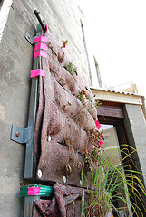 vertical-garden.jpg