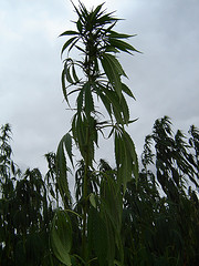 hemp.jpg