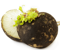 black-radish-197.gif