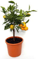 orange_tree_main-pr